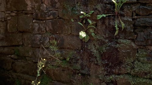 Water drips down dark stone wall texture with damp mossy leafy growth