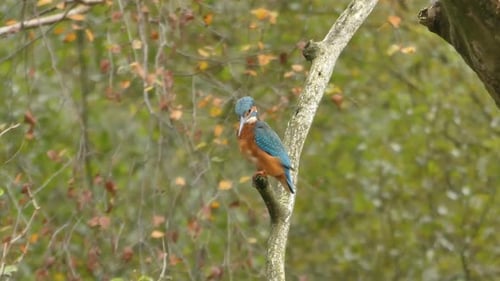 Colorful Kingfisher Perched on a Branch in Nature