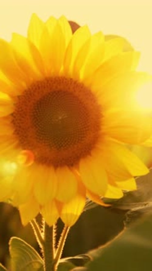 Tournesol brillant se prélassant au soleil doré dans un jardin serein en fin d'après-midi