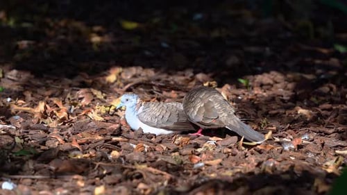Primer plano que captura a una pareja de palomas con hombros descubiertos, geopelia humeralis, en el suelo del bosque, muestra