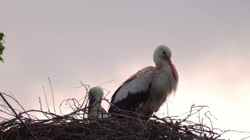 Weißstorch