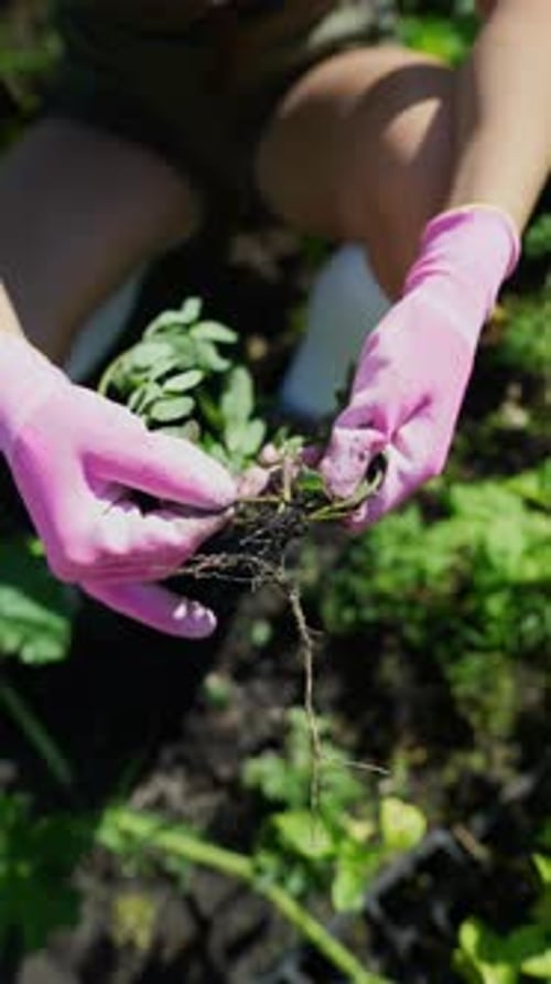 Close Up Shot of Hands Young Woman Farmer Wearing Rubber Boots and Gloves with Plant in Her Garden
