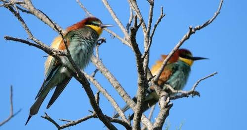 European bee eaters (Merops apiaster), perched against the blue sky, The Camargue, Southern France.