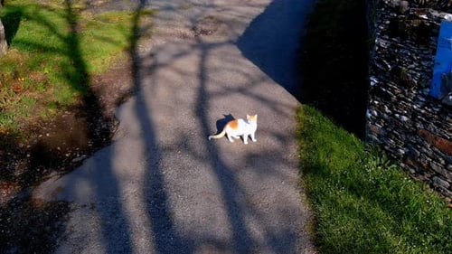 Aerial overview shot of a cat intimidated by drone flying nearby in Manón, Lugo, Galicia, Spain on a
