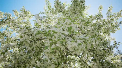 Blooming Tree with White Flowers Against a Blue Sky