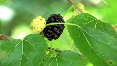 Primer plano de moras maduras e inmaduras.