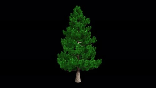 Christmas Tree.