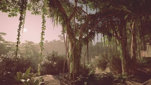 Dense Green Forest Filled With Trees