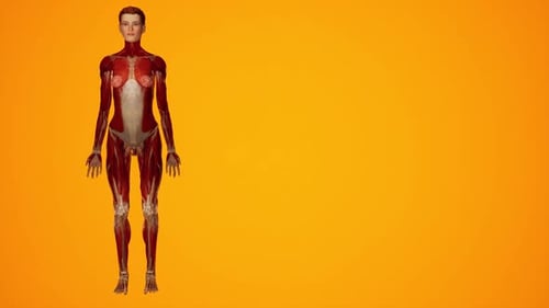 3D Female Human Anatomy Muscular and Internal Organ Rotation