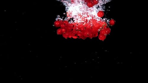 Red Currants Dropping Into Water on Black Background