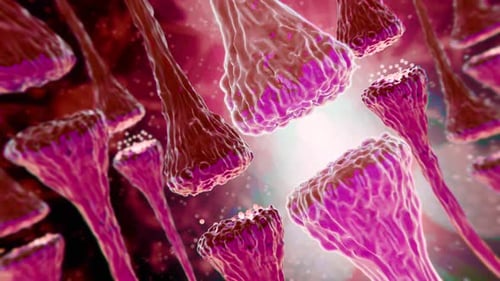 Animation de cellules neuronales