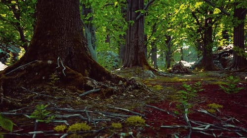 Tree Roots and Sunshine in a Green Forest