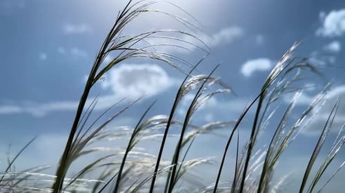 Federgras, Stachelgras im Wind, wehende Brise, Bewegung, Buschvegetation, Steppe, Wiese, Wüste