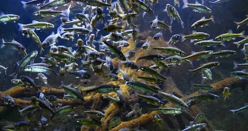 Minnow, phoxinus phoxinus, School of Fish in Freshwater Aquarium, France, Real Time 4K