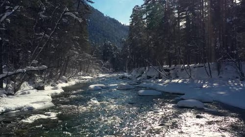 Beautiful snow scene forest in winter. Flying over of river and pine trees covered with snow.