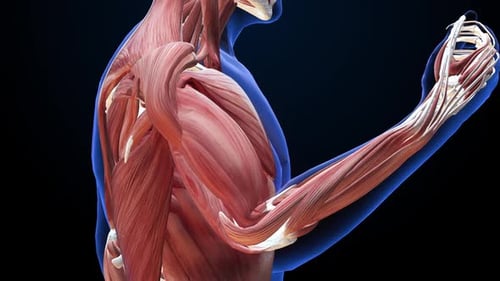 Human Arm Anatomy 3D Animation with Pain Points
