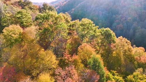 View From Above of Colorful Woods with Yellow and Orange Canopies in Autumn Forest on Sunny Day