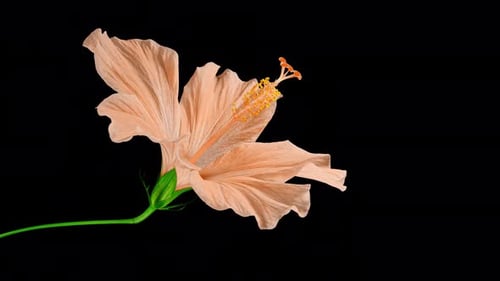 Orange Hibiscus Opens Big Flower in Time Lapse on a Green Variegated Leaves. Blooming Red Plant