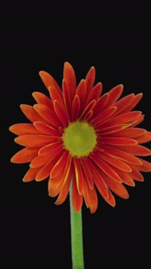 Red Flower Blooming on Black Background