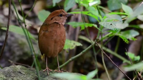 The Rusty-naped Pitta is a confiding bird found in high elevation mountain forests habitats, there a
