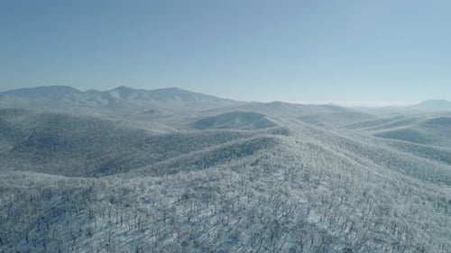 Aerial View of a Frozen Forest with Snow Covered Trees at Winter Flight Above Winter Forest Aerial