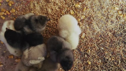 Sweet Little Animal Chicks 7