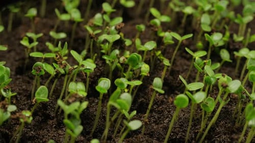 Seedlings Sprouting in Soil in a Time Lapse