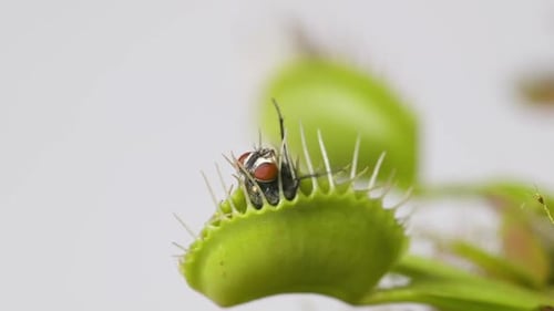 Venus Flytrap plant with trapped house fly. Wide view of plant top and insect. Slow motion. Macro. C