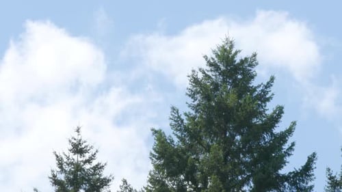 Eine leichte Brise trifft auf einen Baum, im Hintergrund bewegen sich Wolken.