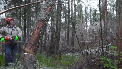 Slow motion video of a person cutting down a large tree with a chainsaw making it fall, sawdust fly.