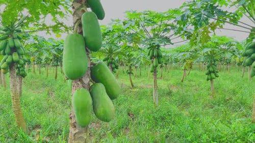 young papaya tree