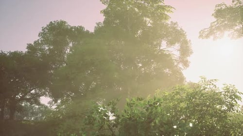 Scène de forêt sereine, lumière douce à travers d'imposantes branches d'arbres