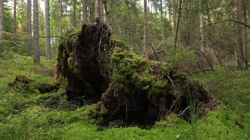 Root of a fallen tree with turf and grass in a swampy glade in the forest.