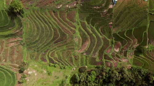 Aerial View Of Vibrant Rice Cultivation