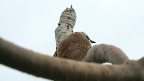 Un bulbo salvaje de ventilación amarilla (Pycnonotus goiavier) es visto posado en la rama de un árbol en un spa urbano