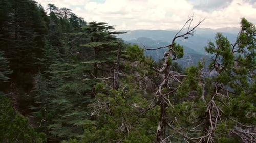 Jungle Hills, Trees