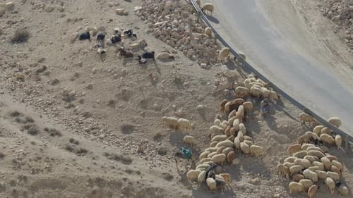 Sheep Desert