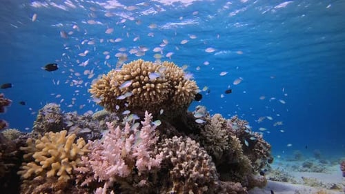 Coral Tropical Reef Marine