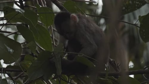 Cute small monkey in jungle scratching himself with hands and feet