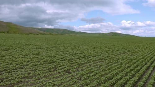 Campos de girassol em um dia de verão