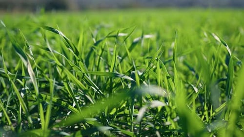 Sun Reflected On The Green Grain