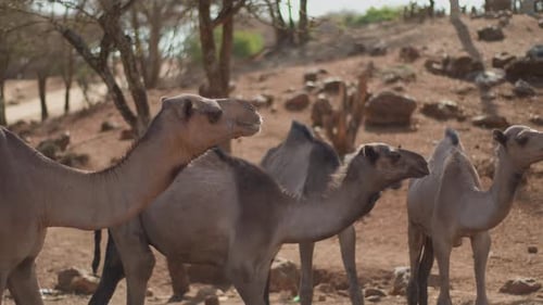 Herd of Dromedary Camels Grazes Freely in Rocky Area with Hills Among Camel Acacias Slow Motion