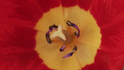 Macro Shot of Red and Yellow Tulip Center