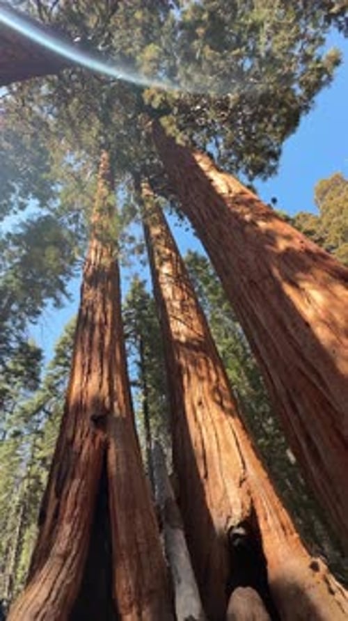 Observer des séquoias géants dans le parc national de Californie