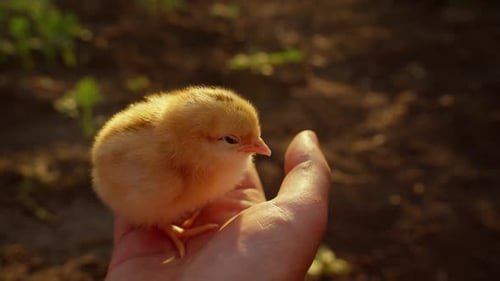 Soft Yellow Chick Sitting Gently on Hand