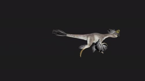 Animated Feathered Dinosaur Running Creature