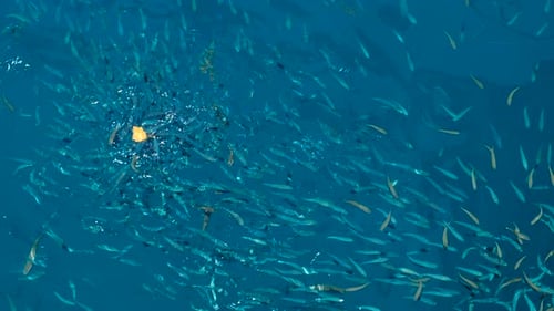 Fischherde mit Brot im Meer.
