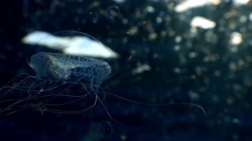 Hydromedusa Swimming through Plankton in Sunlight