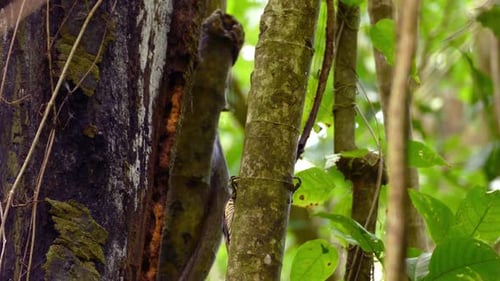 Bird with red head jumps around on a tree looking for food. Costa Rica exotic animals