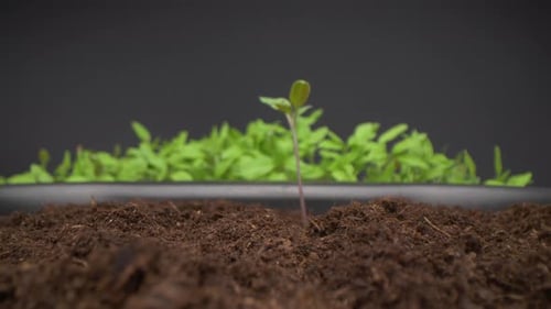Woman plants the seedlings. Macro shot of small plants for future garden. Probe lens.